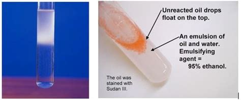 Sudan III (test for lipids) Flashcards .